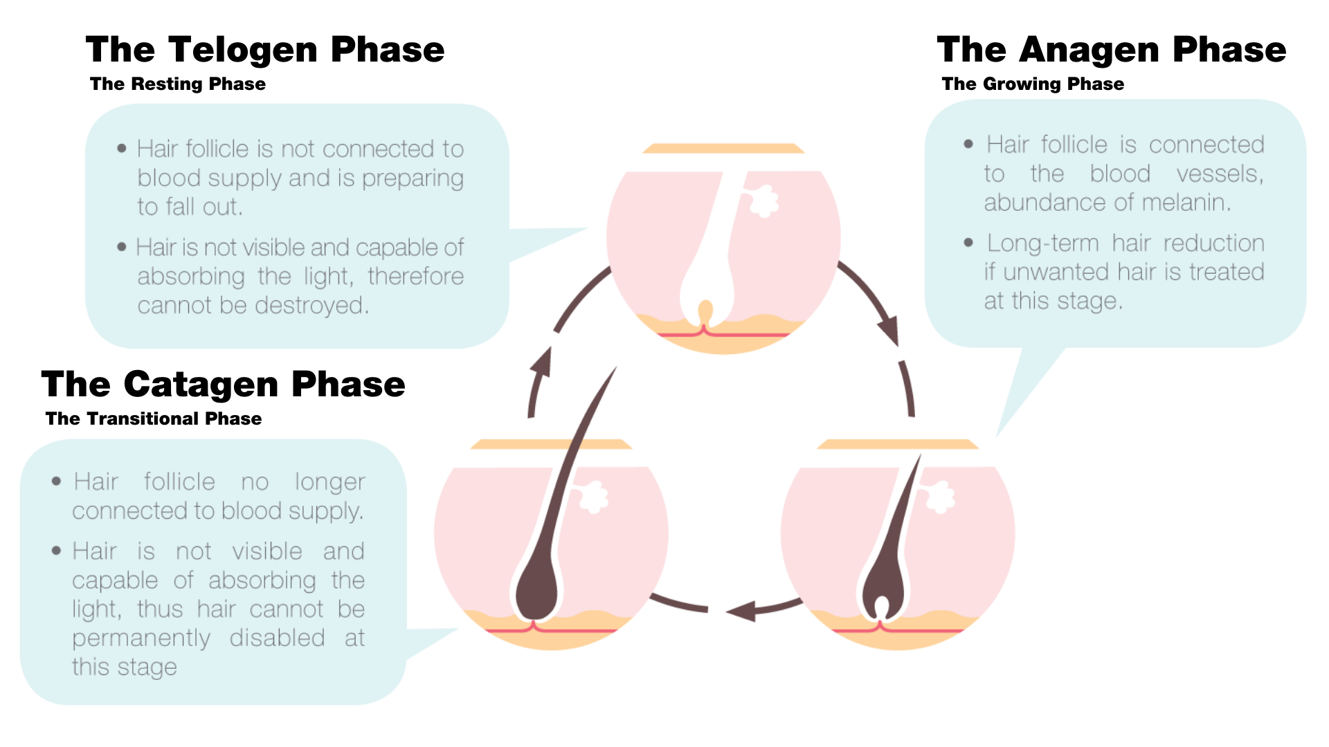 Hair Growth Cycle